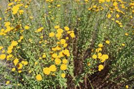 Image result for Suaeda merxmuelleri