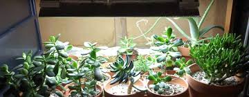 The Complete Guide To Grow Lights For Succulents Sublime Succulents