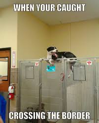 Omg Look At My Dog Midna Dogs Border Memes