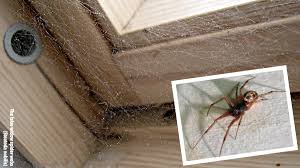 How long can a spider of that size, or spiders in general if it's applicable to the species, live without food, water, air, or. Pest Advice For Controlling False Black Widow Spiders