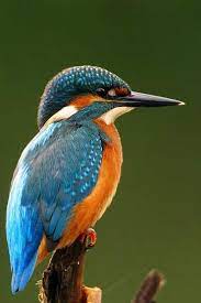About Wild Animals A Kingfisher Photo From The Rear Wild Birds Photography Kingfisher Kingfisher Bird
