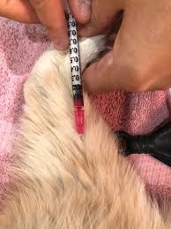 If only cats really had nine lives! Cat Blood Test Results Explained Thecatsite Articles