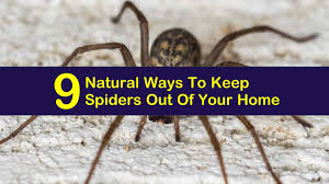 A great way to get rid of such things is to sell or donate them. 9 Natural Ways To Keep Spiders Out Of Your Home