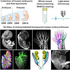 Human skin and hair structure. Tridimensional Visualization And Analysis Of Early Human Development Cell