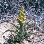 Image result for Corycium dracomontanum