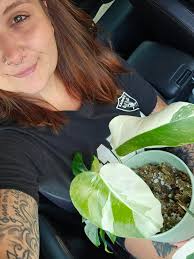 How to care for Monstera Albo and repair a damaged stem?