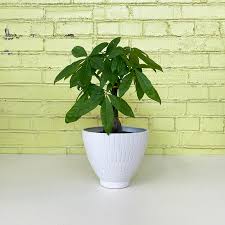 Image result for Pachira