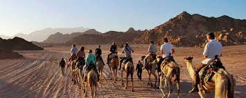 Morocco camel trekking is owned by merzouga local; Sinai Blog A Journey To The Sacred Land Of Egypt Living Nomads Travel Tips Guides News Information