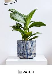 According to the american lung association the benefits of indoor plants are numerous, and even in low light, they improve your living areas. Anna Our Chinese Evergreen Has Become A Very Popular Small Indoor Plant Due To Her Chilled Out Low Small Indoor Plants Chinese Evergreen Plant Indoor Plants
