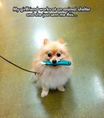 Top 17 Funny Animal Memes Pictures Of The Day Cute Funny Animals Funny Animals Funny Animal Pictures