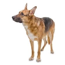 Can Purebred German Shepherds Have White On Them World Of Dogz