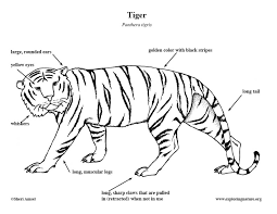 Kids just need to solve some simple sums and then use the key. Tiger Coloring Page