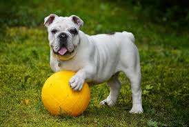 Their normal disposition is happy. Qualzucht Bei Der Englischen Bulldogge Erna Graff Stiftung