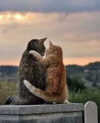 Ingin kucing kamu gemuk tapi tetap sehat? Isteri Zamani Isterizamani Profil Pinterest