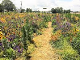 Plant Combination 4878 Wildflower Field Near Lititz Airport Lancaster County Pennsylvania Garden Org The flowers are edible either raw or cooked. wildflower field near lititz airport