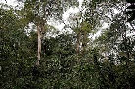 Image result for Newtonia buchananii