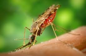 Het virus 'kruipt' in het bloed van het menselijk lichaam en kan dus enkel opgespoord worden door bloedonderzoek. Malaria En Muggen Malaria Free World In 2030
