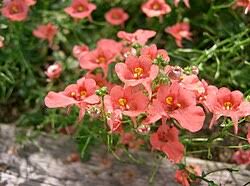 Image result for Diascia