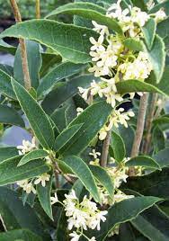 Pin By Alisa Poole On Gardening Osmanthus Fragrans Fragrant Plant Garden Shrubs