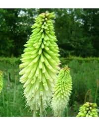 Image result for Kniphofia princeae