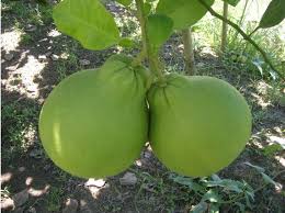 Click the answer to find similar crossword clues. Tubtim Siam Pomelo Precious And Rare Waiting For You To Taste Produce Report