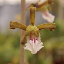 Image result for Eulophia leachii