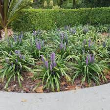 Check spelling or type a new query. Big Blue Liriope Buy Online At Nature Hills Nursery