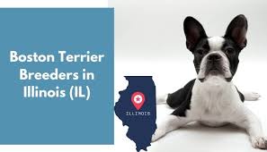 See more of boston terriers of colorado springs on facebook. 5 Boston Terrier Breeders In Illinois Il Boston Terrier Puppies For Sale Animalfate