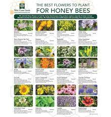 Plants provide an essential habitat for honey bees with beehives and flowers in winter are a welcome sight for both gardeners as well as for pollinating insects. Best Flowers For Honey Bees West Coast Seeds