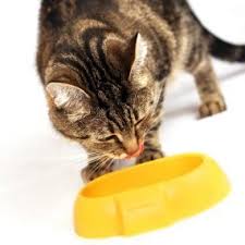 Give wellness a try —it's catisfaction guaranteed! Homemade Cat Food Recipes Thriftyfun