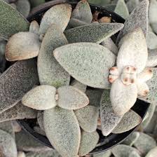 Kalanchoe Eriophylla Snow White Panda Plant In 2020 Pflanzen