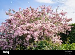 Image result for Kolkwitzia