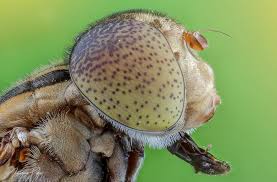 Eristalinus Megacephalus Canon 80d Reverse 18 55mm Twin Flash Kx800 With Diy Diffuser Led Panel Manfrotto 454 Galeri Macr Led Panel Diffuser Instagram