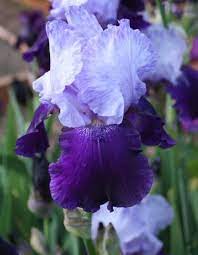 Two Tone Purple Iris Flowers Jpg Iris Flowers Purple Iris Iris Flower Pictures
