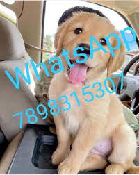 Loving home for golden retrievers. So Cute Golden Retriever Puppy For Adoption Whatsapp 7898 Dogs For Sale In Annasandrapalya Bangalore Click In