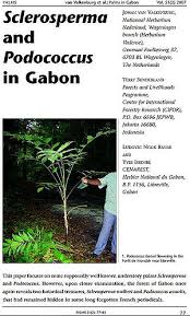 Image result for Eremospatha haullevilleana