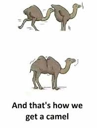 40 Hot Memes For Today 193 Funnyfoto Camels Funny Funny Pictures Funny Animal Memes