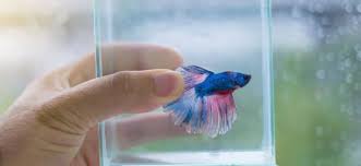 Betta fish food and feeding guide. Types Of Betta Fish A Guide On Patterns Color And More