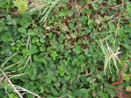 Image result for Grona triflora