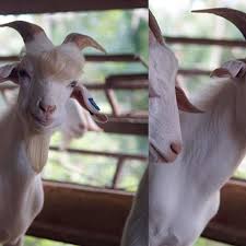 Daftar itu dibuat dengan memperhitungkan banyak latar belakang budaya, gaya hidup, profesi dan derajat ketenaran seorang individu. Berwajah Ganteng Kambing Ini Viral Di Media Sosial Hot Liputan6 Com
