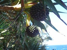 Fruit Du Vacoa Le Pinpin Ile De La Reunion La Reunion Paysage