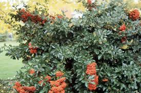 Image result for Pycnosphaera buchananii