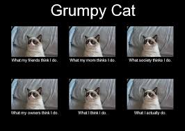 Cats are always known for their smart minds, and they especially attracted us by there cuteness. Top 25 Grumpy Cat Memes Cattime