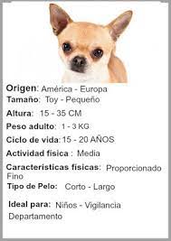Informacion De Los Perros Chihuahua Chihuahua Perros Chihuahua Ciclos De Vida