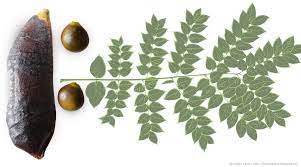 There is some evidence to indicate that the kentucky coffeetree was introduced into kentucky by native americans, who used pulp from its wood to treat insanity. The Anachronistic Kentucky Coffee Tree In Defense Of Plants