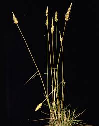 Image result for Enneapogon