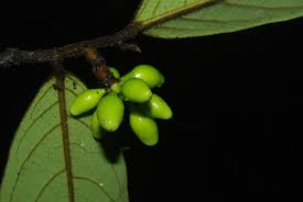 Image result for Annickia lebrunii