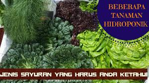 We did not find results for: Inilah Beberapa Tanaman Hidroponik Jenis Sayuran Yang Harus Anda Ketahui Archa Bella S Adventure