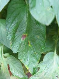 Image result for tomato seedling early blight