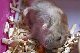 Signs Of Hamster Dying Behavior Eating Habits Appearance